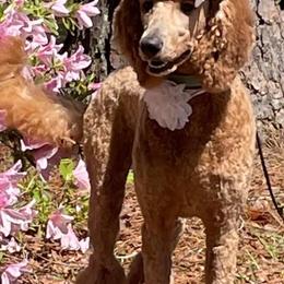 Goldendoodle and Poodle Puppies from Garden of Weedin