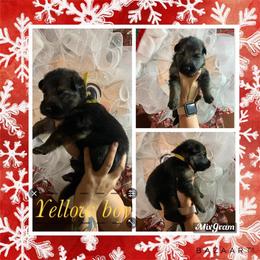 Border Collie and German Shepherd Puppies from Megan's Kennel and Boarding/ Vom Haus Trahan