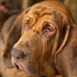 Bloodhounds from Bluehaven Bloodhounds