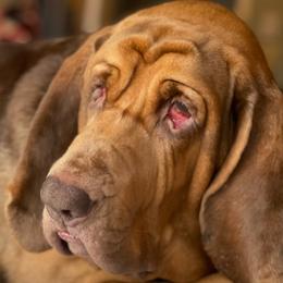 Bloodhounds from Bluehaven Bloodhounds