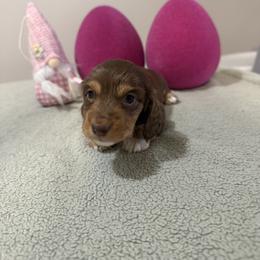 Penny - Chocolate and tan female Dachshund puppy in Dawson, Alabama from Bells Dashing Dachshunds