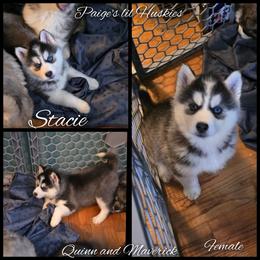 Stacie - Black and white female Siberian Husky puppy in Bloomfield, Indiana from Paiges lil huskies