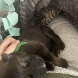 German Shepherd Puppies from Shepherds Vom BLR Haus