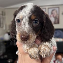 Chocolate and tan pie- MALE - Chocolate and tan male Dachshund puppy in Brookhaven, Mississippi from Southern Grace Doxies