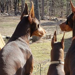 Doberman Pinschers from Tequilas