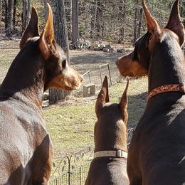 Doberman Pinschers from Tequilas