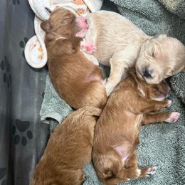 Boy 1 - Red male Cavapoo puppy in Melissa, Texas from Southern Love Cavapoos & Maltipoos