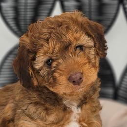 Bo Peep (Ms Light Pink) - Sable female Aussiedoodle puppy in Georgetown, Texas from Mc Doodles of Texas LLC