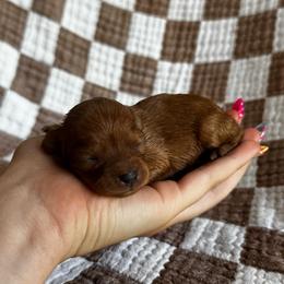 Coco - Red  female Goldendoodle puppy in Alamance County, North Carolina from Doodle Squad Puppies