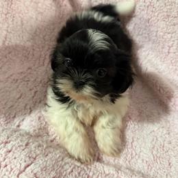 Dotty - Black and white female Shih Tzu puppy in Jasper, Indiana from Jacob’s Spoiled Shih Tzu