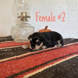 Betty - Black and silver female Miniature Schnauzer puppy in Cabool, Missouri from Farmhouse Schnauzers