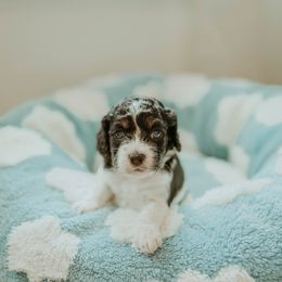 Aussiedoodle and Cockapoo Puppies from Dark Corner Doodles