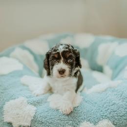 Aussiedoodle and Cockapoo Puppies from Dark Corner Doodles