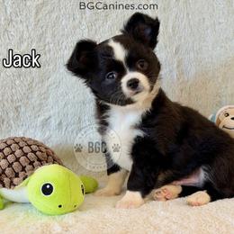 Jack 3000 - Black and white male Chihuahua puppy in Forsyth, Georgia from Brooks Grove Canines LLC