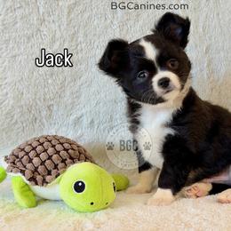 Jack 3000 - Black and white male Chihuahua puppy in Forsyth, Georgia from Brooks Grove Canines LLC