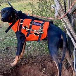 Warden - Catahoula Leopard Dog