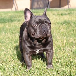 Drago - French Bulldog