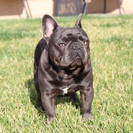 Drago - French Bulldog