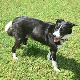 Jenny - Border Collie