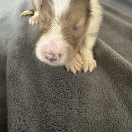 Boy 1 - Sable merle and white male Shetland Sheepdog puppy in Martinton, Illinois from KW Kennels