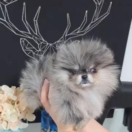 Girl 1 - Blue merle female Pomeranian puppy in Visalia, California from Exotic_fresita_poms