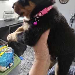 Hot pink - Black and mahogany female Rottweiler puppy in Lebanon, Oregon from SOUTH SANTIAM ROTTWEILERS