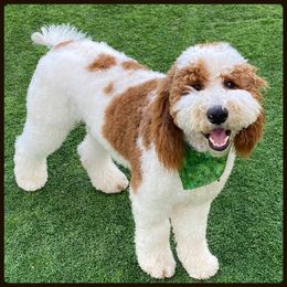 Bishop - Goldendoodle