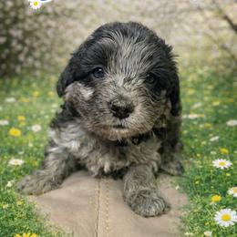 Benedict blue collar - Merle male Goldendoodle puppy in North Branch, Michigan from Graceful Miniature Goldendoodles