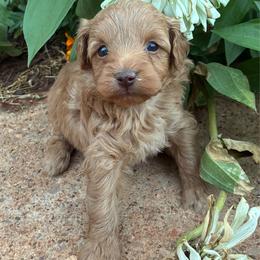 Wendy F1B - Apricot female Aussiedoodle puppy in Oklahoma City, Oklahoma from Foneb Farm - The F1B Farm