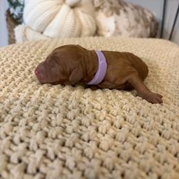 Joy (lilac collar) - Red  female Goldendoodle puppy in Easley, South Carolina from Pawmetto Goldendoodles