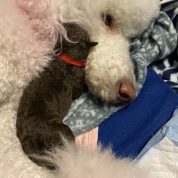 Poodle Puppies from Mars  Glitz Poodles