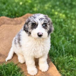 Summer - Parti female Goldendoodle puppy in Pollock Pines, California from Penny Lane’s Doodles