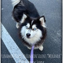 Miranda - Pomsky
