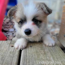 Vida Grey Boy - Red male Pembroke Welsh Corgi puppy in Fredericksburg, Texas from Hill Country Corgis