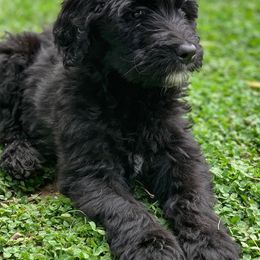 Goldendoodles, Poodles, and Yorkipoos from Morris Doodles Virginia