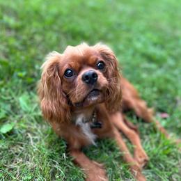 Bing - Cavalier King Charles Spaniel