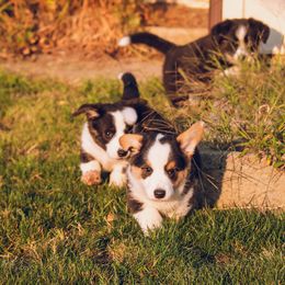 Cardigan Welsh Corgi Puppies from Glacier Cardigan Welsh Corgis