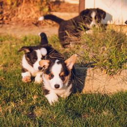 Cardigan Welsh Corgi Puppies from Glacier Cardigan Welsh Corgis