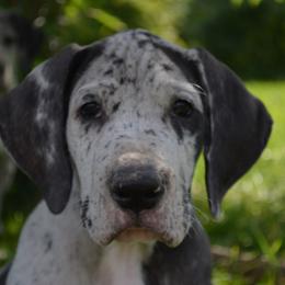 Great Dane Puppies from Ajani's Danes