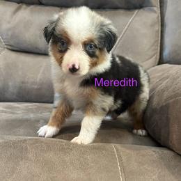 Miniature Australian Shepherd Puppies from Dutton's Show Me Farms
