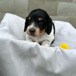 Boy 2 - Piebald male Dachshund puppy in Stilwell, Oklahoma from Double Down Doxies