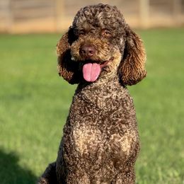 Milton - Poodle