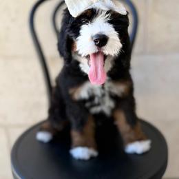 Bernedoodle Puppies from Redrockbernedoodles