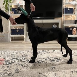 Great Dane Puppies from Dragon House Danes
