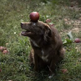 Reign - Australian Shepherd