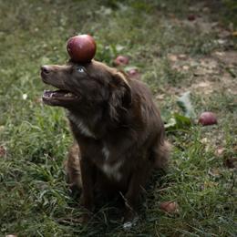 Reign - Australian Shepherd