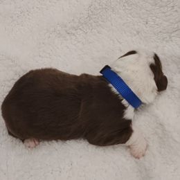 Aussiedoodle Puppies from Southern Charm Doodles