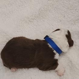 Aussiedoodle Puppies from Southern Charm Doodles