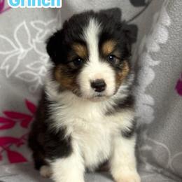 Grinch - Black tri-color male Australian Shepherd puppy in Rapid River, Michigan from Echolight Australian Shepherds