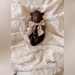 Flint - Chocolate male Goldendoodle puppy in Cold Spring, Minnesota from A.N.A. Doodles